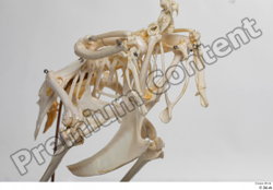  Chicken skeleton 